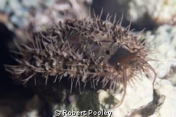 I have no idea what this is.  It was travelling pretty fa... by Robert Pooley 